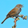 Vogelstimmen ID